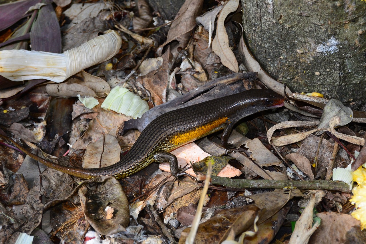 Eutropis multifasciata